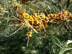 Hippophae