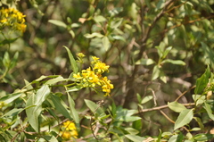 Flourensia thurifera