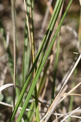 Brachypodium phoenicoides