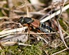 Staphylinus caesareus