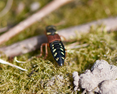 Staphylinus caesareus