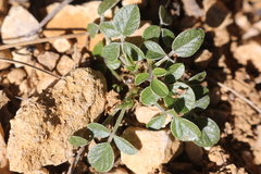 Bituminaria bituminosa