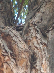 Tropidurus