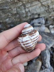 Opeatostoma pseudodon