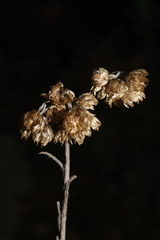Helichrysum stoechas stoechas