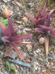Tradescantia pallida