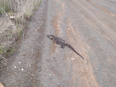 Varanus albigularis albigularis