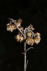 Helichrysum stoechas stoechas