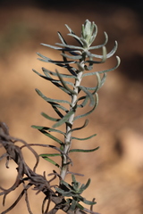 Helichrysum stoechas stoechas