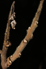 Rhus coriaria