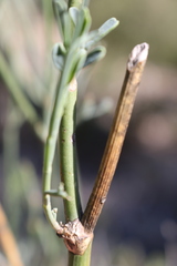 Coronilla juncea juncea