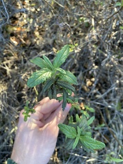 Diplacus aurantiacus