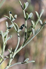 Coronilla juncea juncea