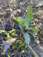 Diplacus aurantiacus