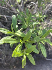 Salvia mellifera