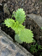 Urtica urens