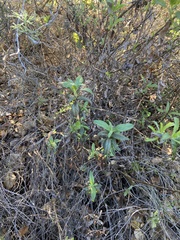 Diplacus aurantiacus