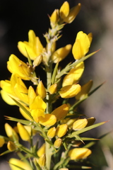 Ulex parviflorus parviflorus