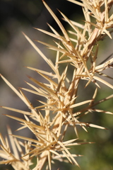 Ulex parviflorus parviflorus
