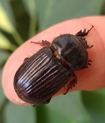 Archophileurus