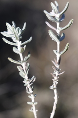Teucrium polium