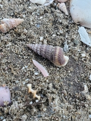 Cerithideopsis californica