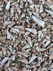 Cerithideopsis californica