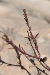 Fumana ericifolia