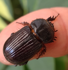 Archophileurus
