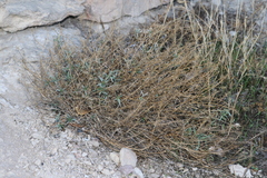 Lobularia maritima maritima