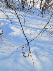 Caragana arborescens