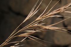 Bromus madritensis