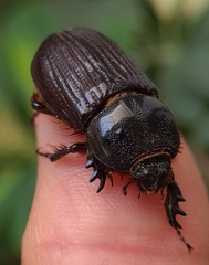 Archophileurus