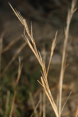 Bromus madritensis