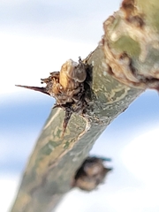 Caragana arborescens