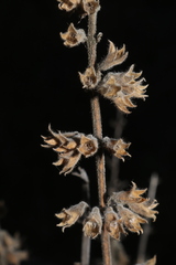 Teucrium flavum flavum