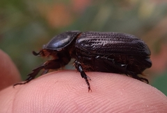 Archophileurus