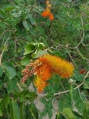 Combretum farinosum