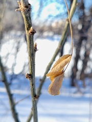 Caragana arborescens