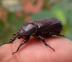 Archophileurus