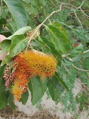 Combretum farinosum