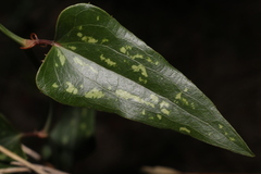Smilax aspera aspera