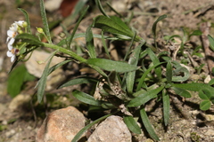 Lobularia maritima maritima
