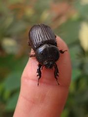 Archophileurus