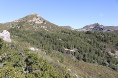 Quercus coccifera coccifera