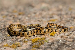 Lygophis vanzolinii