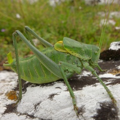 Polysarcus denticauda