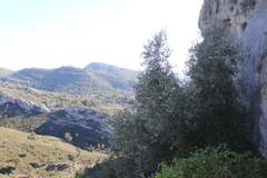 Olea europaea europaea