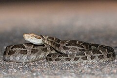 Bothrops diporus