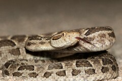 Bothrops diporus